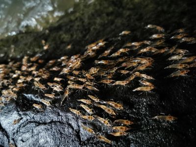A group of shrimp that have left the safety of the water to parade upstream in Thailand.
