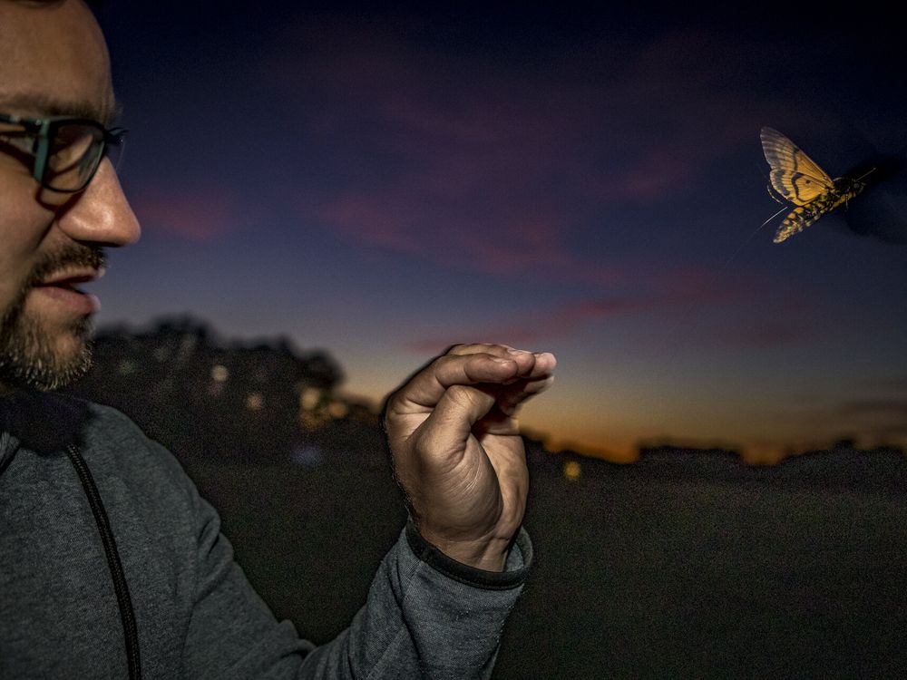 A man at night holds his hand out and a hawk moth flies nearby