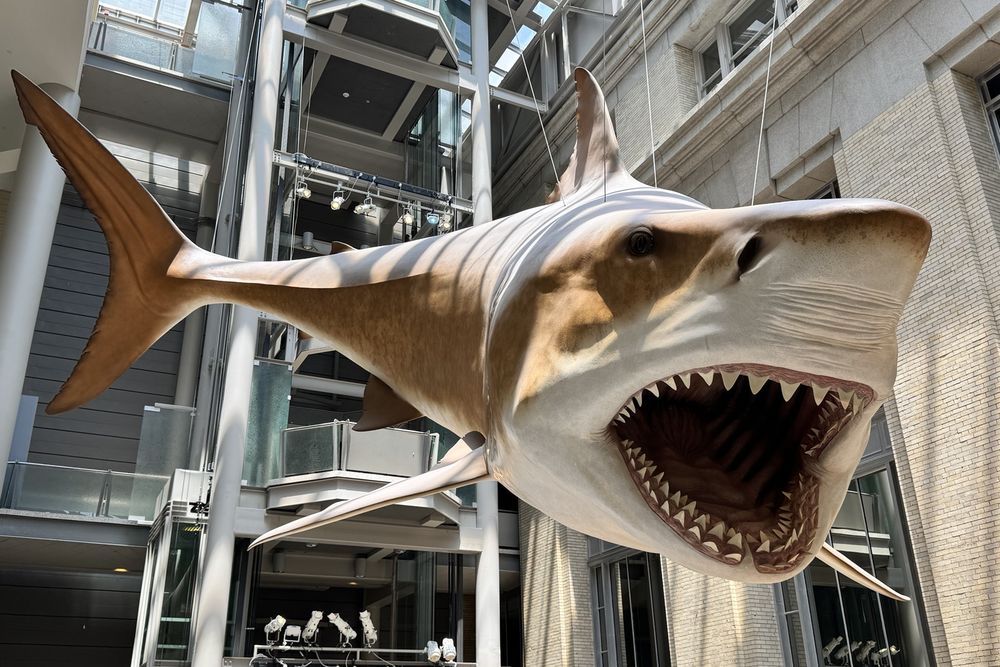 a reconstruction of megalodon hangs from the ceiling in a museum
