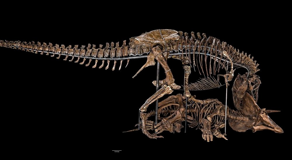 The Nation’s T. rex decapitating a Triceratops in its new pose as the centerpiece of the David H. Koch Hall of Fossils – Deep Time, a 31,000-square-foot dinosaur and fossil exhibit slated to open June 8, 2019. (Smithsonian Institution)
