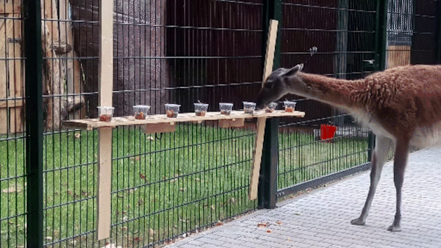 A llama-like animal knocks the lid off a cup and eats