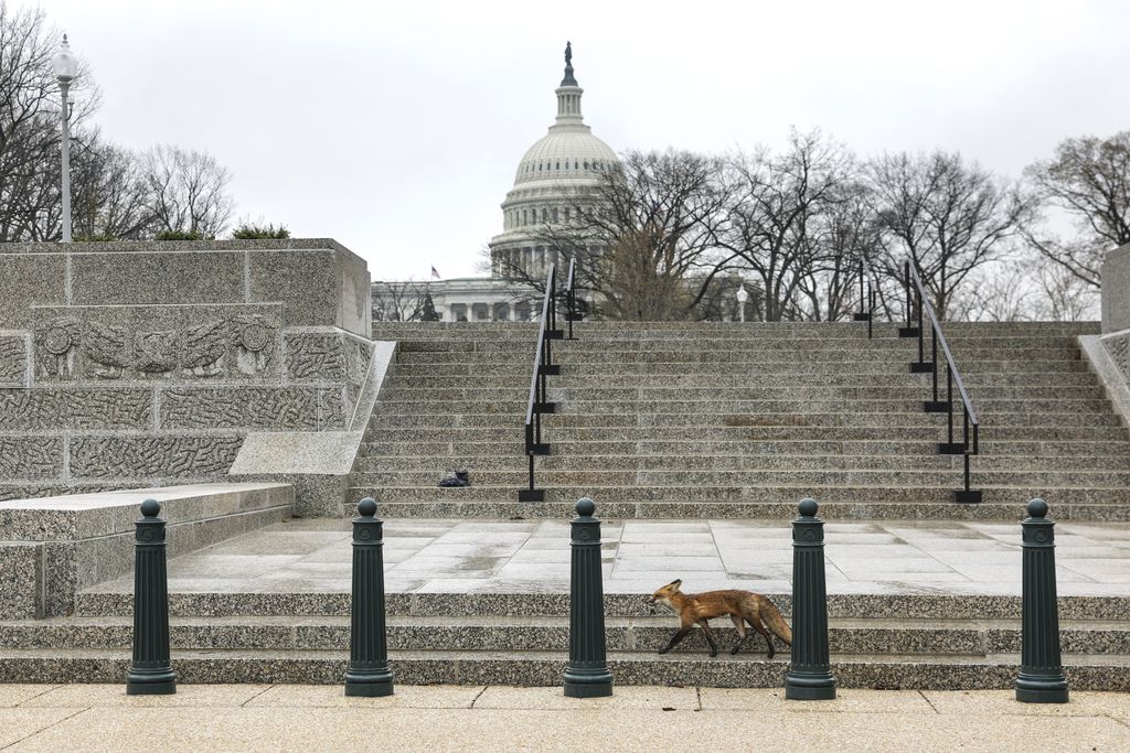 Fox in D.C.