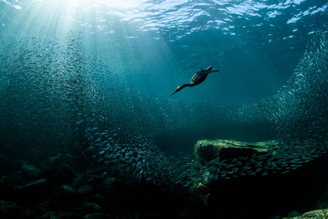 A double-crested cormorant dives, surrounded by a cloud of sardines and blue-green water