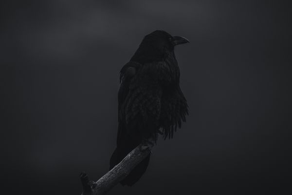 Dark Raven thumbnail