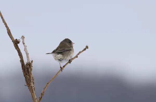 Small bird in winter thumbnail