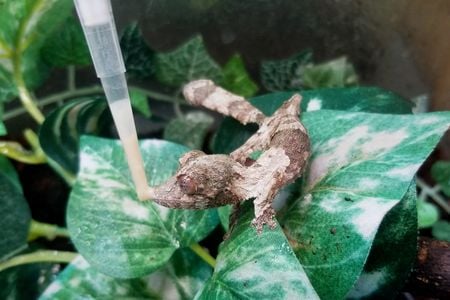 This leaf-tailed gecko hatchling receives his medication from a syringe, which he laps up with his impressive tongue.