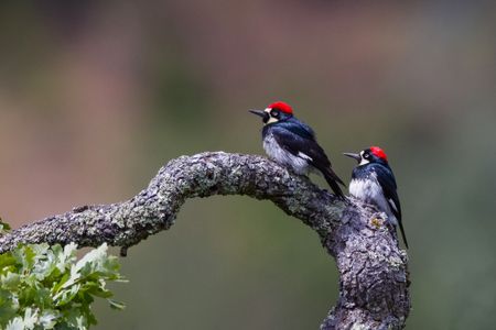 Male acorn woodpeckers, like the one on the left, have more offspring over their lives when they’re polygamous, according to new research. (Vivek Khanzode)
