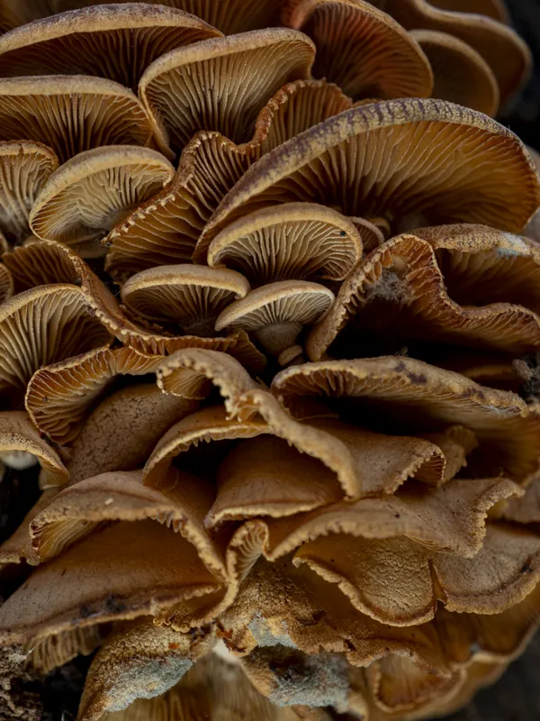 Mushrooms A Plenty thumbnail