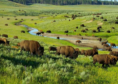 yellowstone-and-tetons