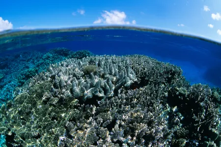 Environmental chemists are developing a method that could suck toxic metals out of marine environments.