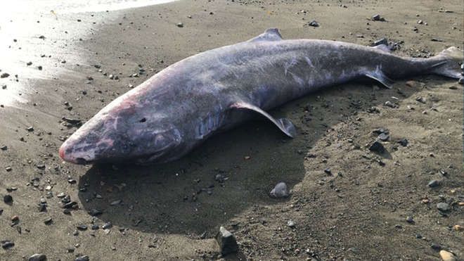 A greenland shark washed-up on a sandy beach. The shark appears belly-up.