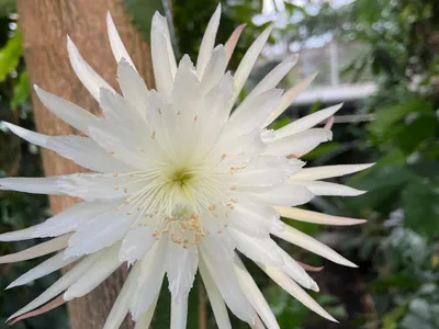 While blooming, the Amazonian cactus releases a unique sweet scent similar to honeysuckles and gardenias, but that scent is short-lived and turns foul after two hours. 