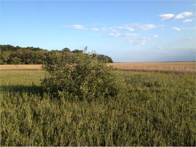 A black mangrove has taken root in this salt marsh in St. Augustine, Florida. 

