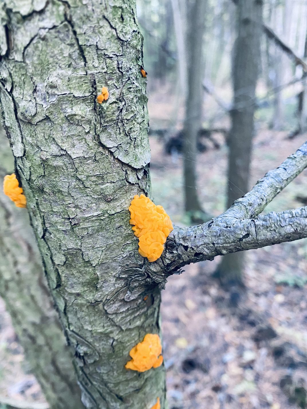 Orange jelly fungi on a young tree. Smithsonian Photo Contest