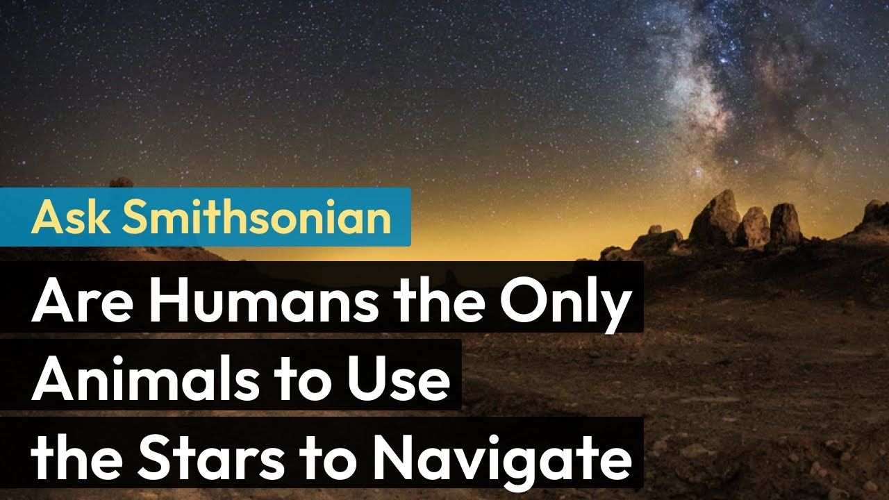 Preview thumbnail for Ask Smithsonian: Are Humans the Only Animals to Use the Stars to Navigate?