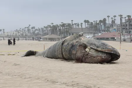 Gray whales, like this one that washed up dead in Los Angeles in April 2025, are grappling with malnutrition and ship strikes.