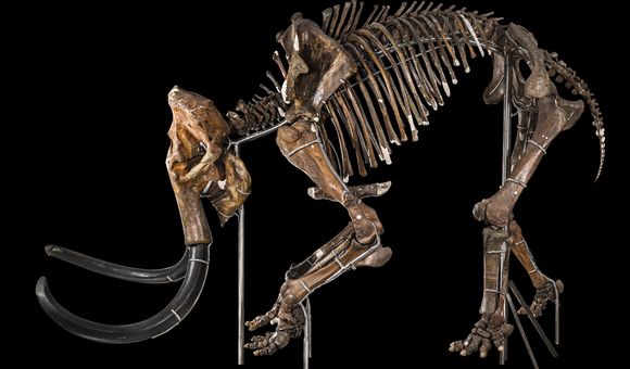 A tan woolly mammoth skeleton facing left bends its front legs and tilts its tusks towards the bottom of the frame.