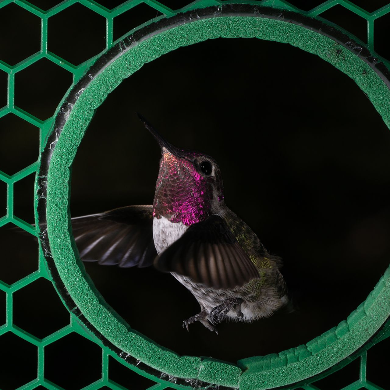 Upside Down Hummingbird Feeder