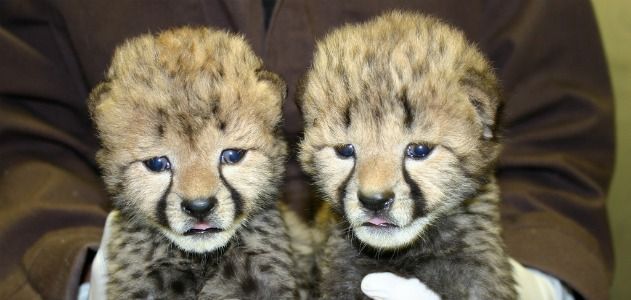 The National Zoo's new cheetah cubs, at 16 days old