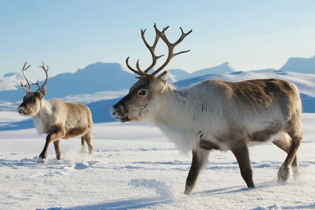 Reindeers in natural environment, Tromso region, Northern Norway