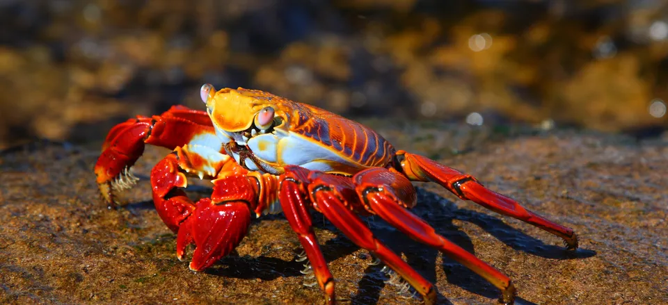  A colorful Sally Lightfoot crab 