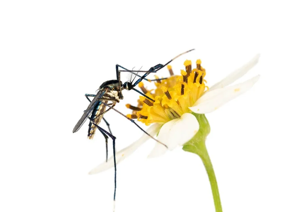 Mosquitoes are more than blood-sucking menaces. They also pollinate flowers, have intricate sex lives and eat other disease-carrying mosquitoes. (Lawrence Reeves)
