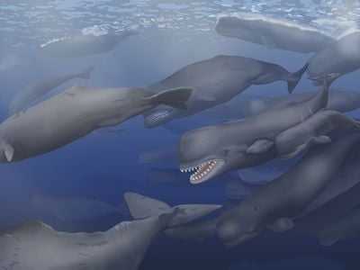 In this artistic reconstruction, a pod of Albicetus travel together through the Miocene Pacific Ocean, surfacing occasionally to breathe.