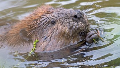 As the Arctic Warms, Beavers Move In