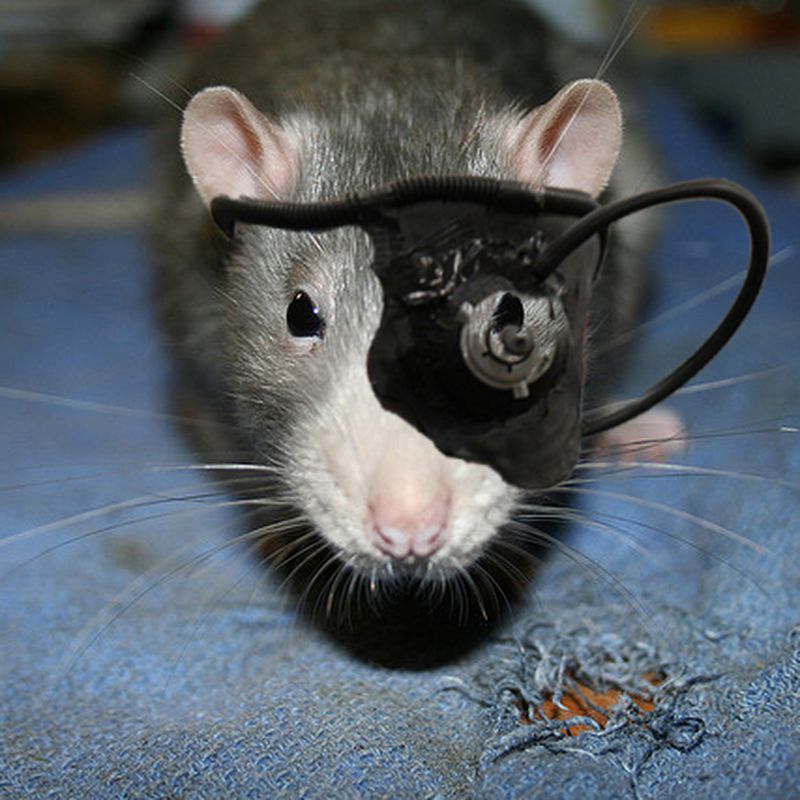 Flipping A Switch In The Brain Creates Killer Mice : Shots