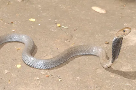 The black-necked spitting cobra (Naja nigricollis) that sprayed venom into Wandege’s eye.