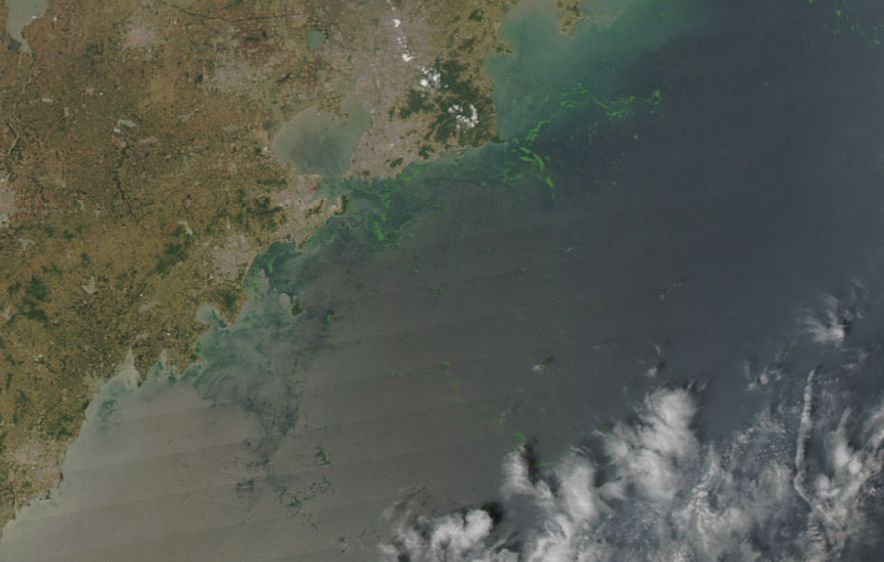 Algae in the Yellow Sea near Qingdao in 2008