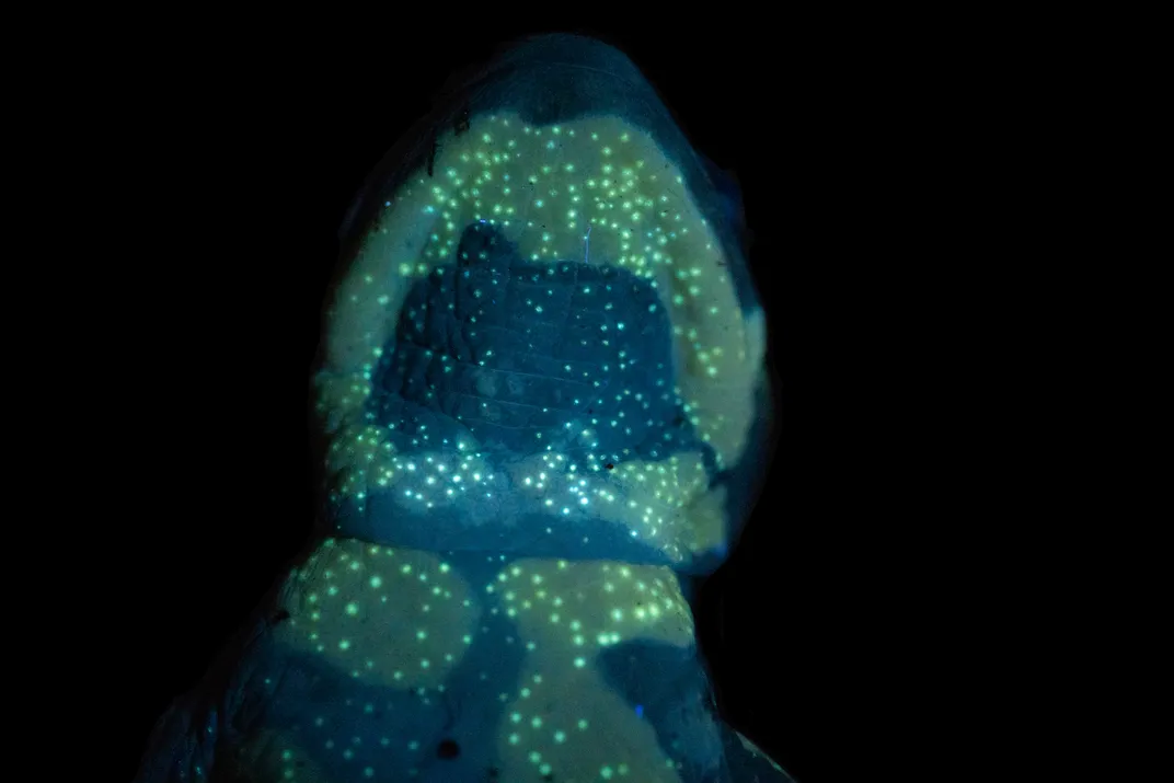 The underside view of a fire salamander's head