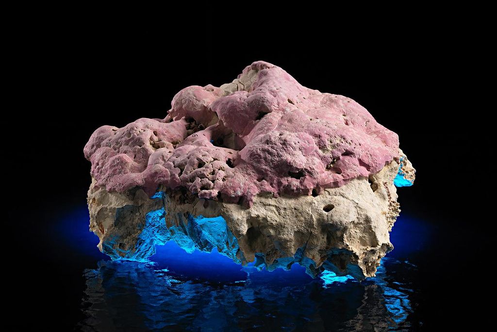 Coraline algae