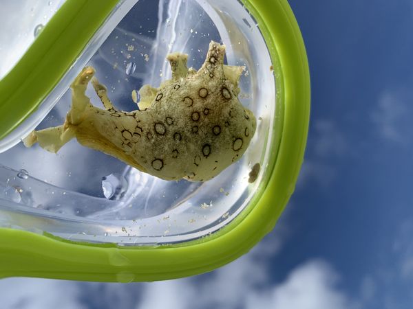 Beautiful colours of a baby sea hare thumbnail