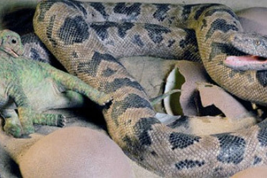 A restoration of the Cretaceous snake Sanajeh about to gulp down a baby sauropod.