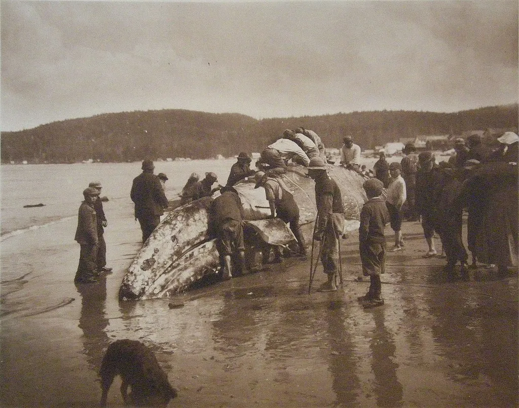 Makah whalers, circa 1910