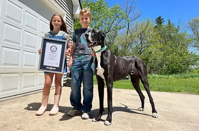 Kevin the World's Tallest Dog