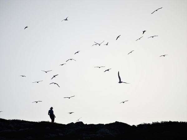 A man and flying birds in Dia island thumbnail