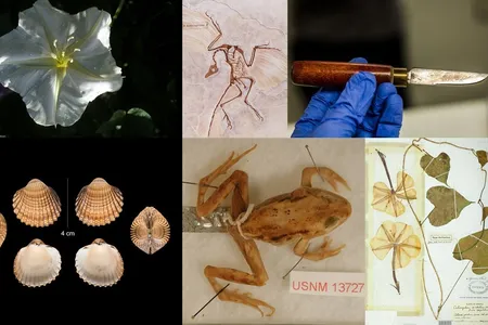 Collections at the Smithsonian's National Museum of Natural History that are similar to objects in the show “Avatar: The Last Airbender.” (Smithsonian)