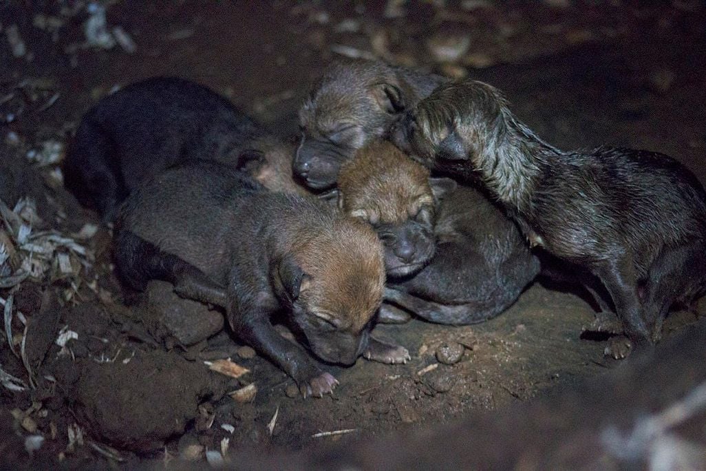 Wolf Pups 1