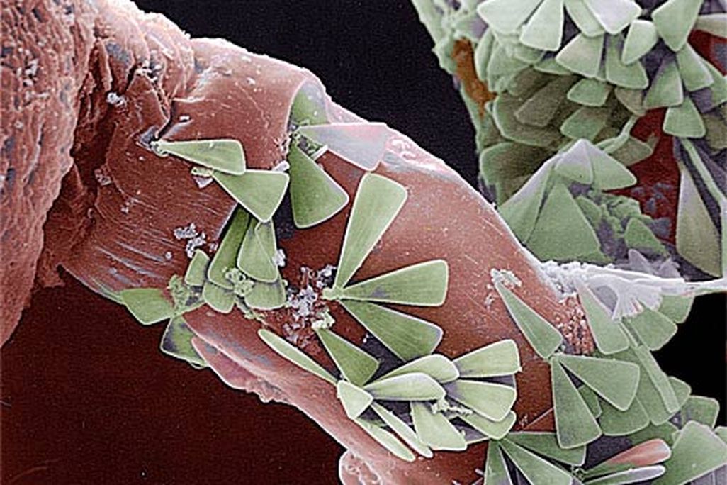diatoms.jpg