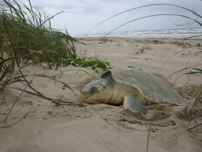A critically endangered Kemp&#39;s Ridley sea turtle nesting.
