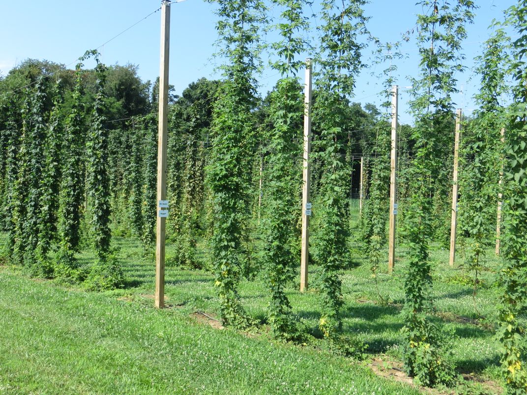 A view of the hop bines at the University of Maryland farm