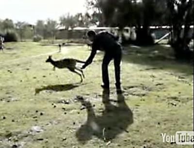 kangaroo kicking youtube