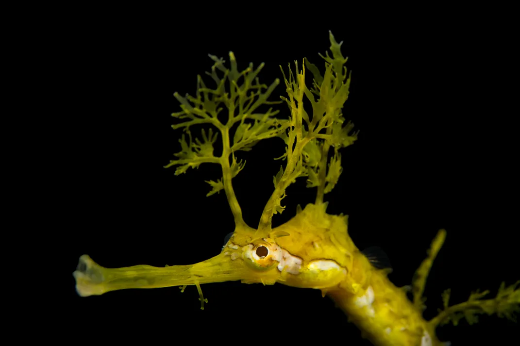 a seahorse-like creature from the neck up, with frills on its head that look like corals