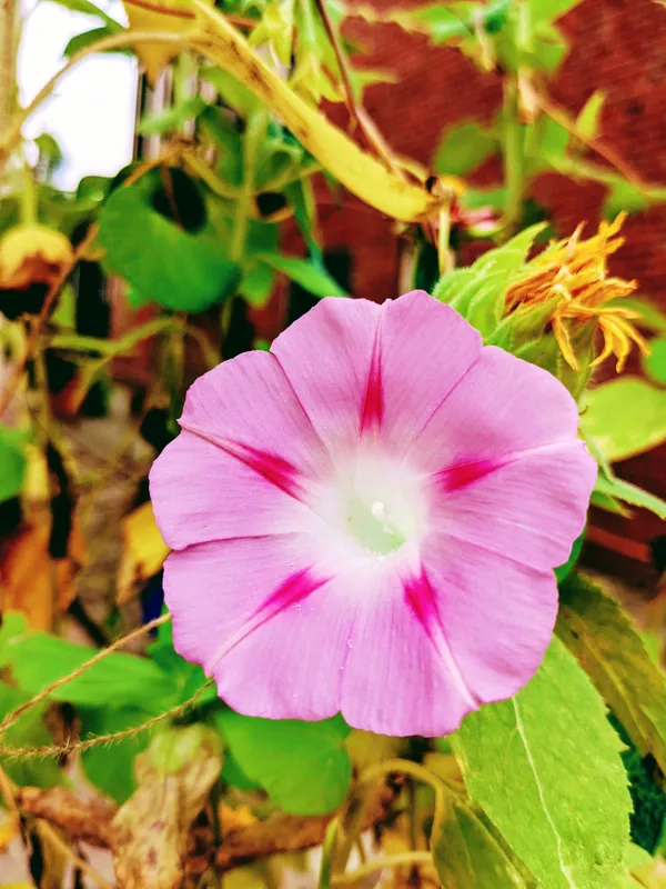 A Pearl of a Pink Petunia thumbnail