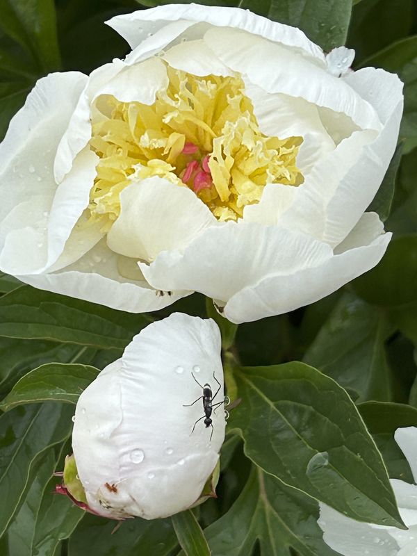 Ant and the peony thumbnail