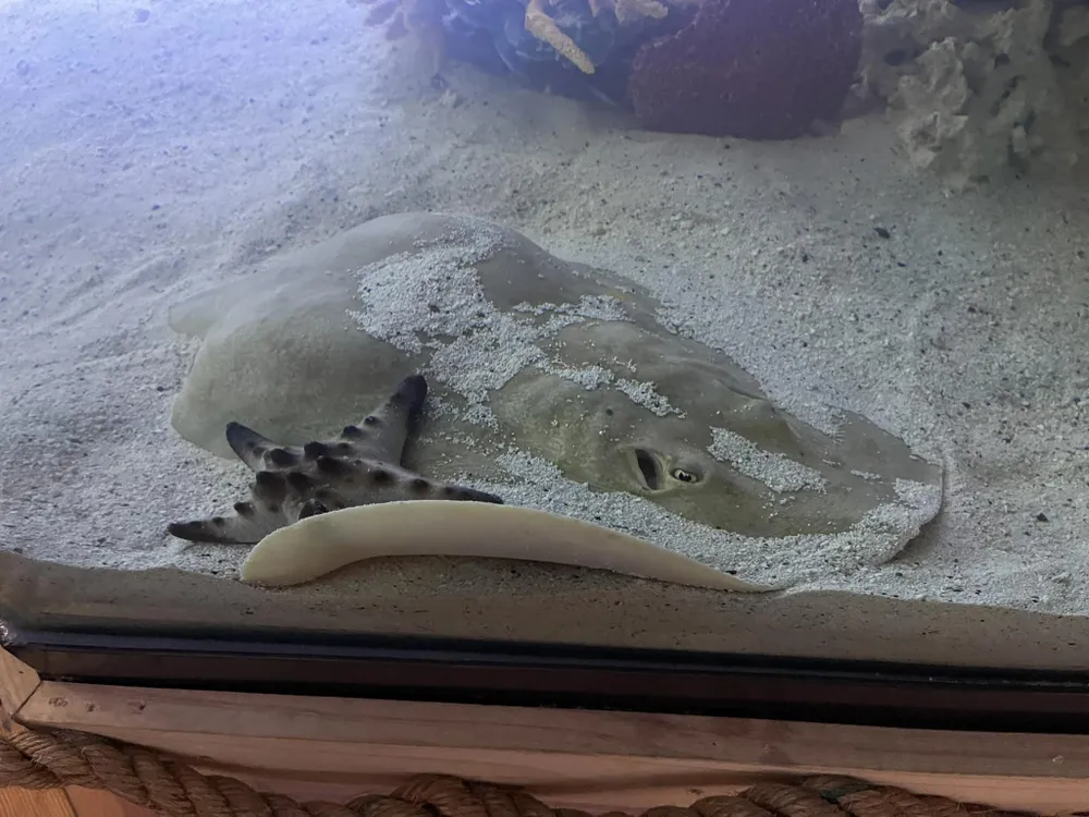 A stingray sits at the bottom of a sandy aquarium tank