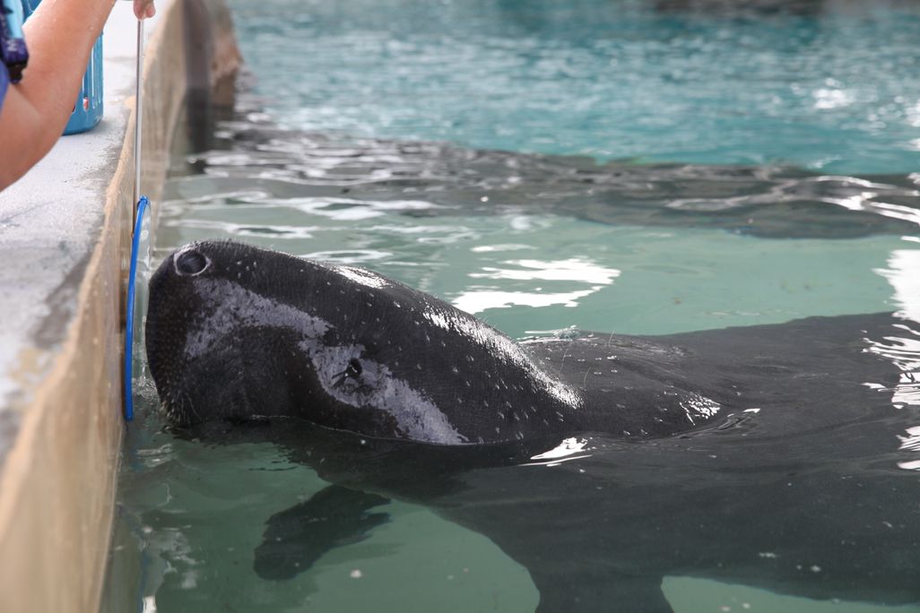 manatee 1.JPG