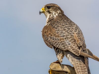 As a professional falconer, Rosen has trained all of her birds, which now number close to a dozen. Her brood includes Ziggy, a hybrid prairie-gyrfalcon. 